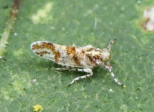 Stobaera tricarinata (Say 1825) resmi