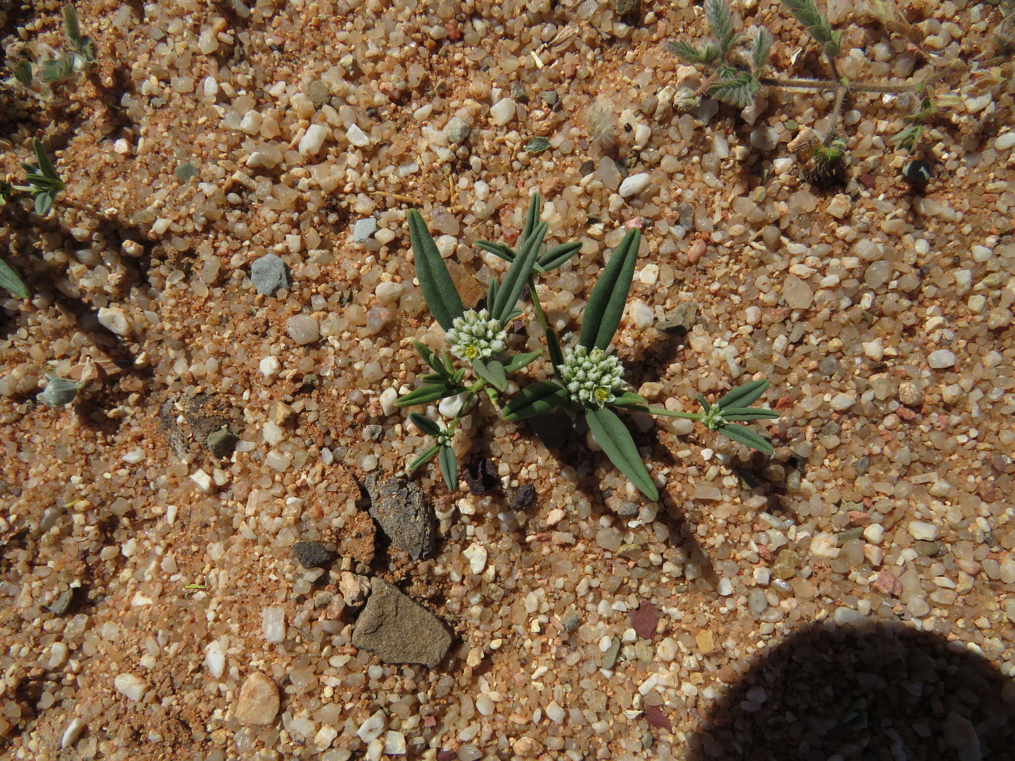 Image of Limeum argute-carinatum Wawra ex Wawra & Peyr.