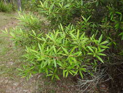 Image of Quassia bidwillii (Hook. fil.) Nooteboom