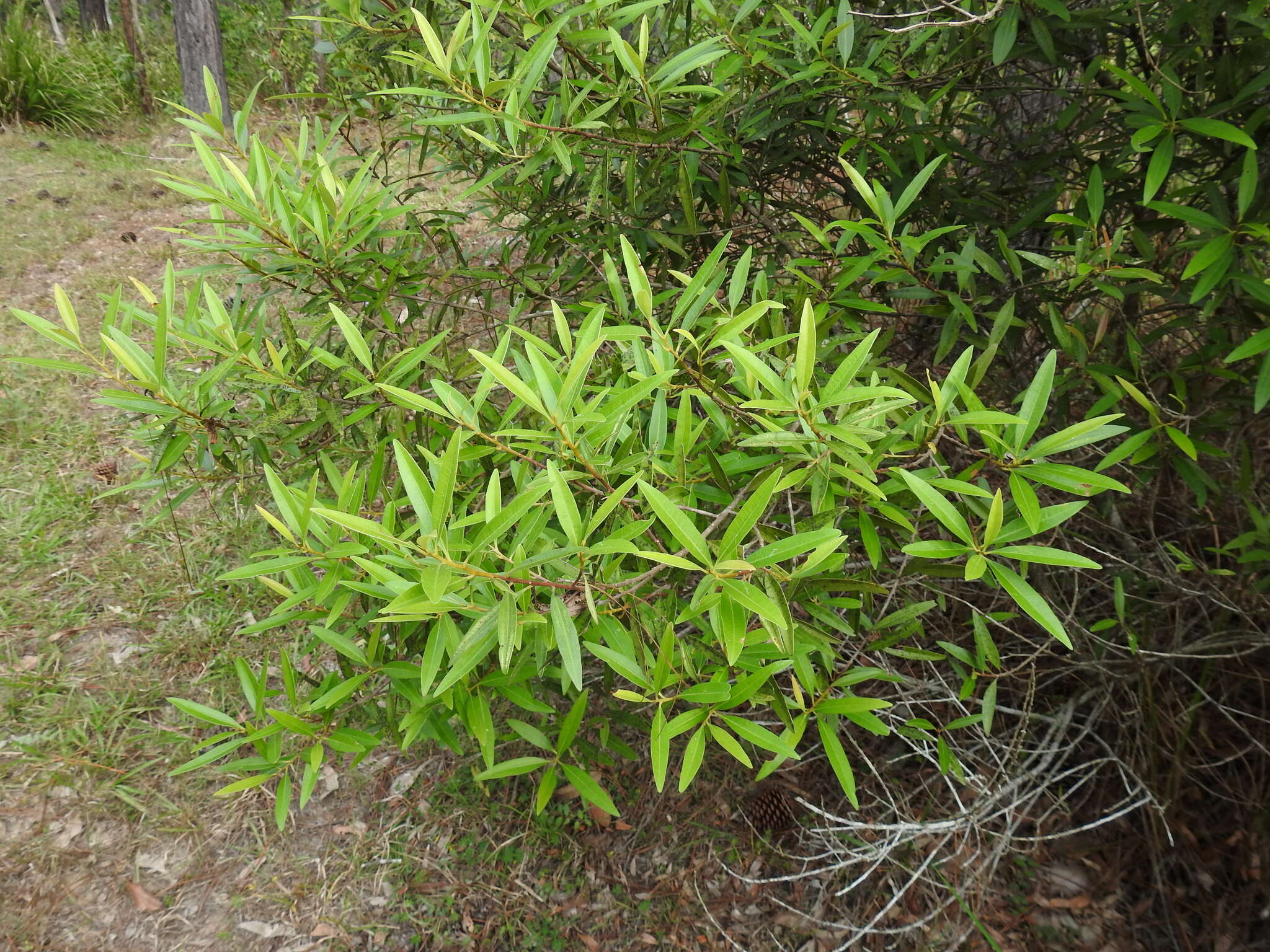 Image of Quassia bidwillii (Hook. fil.) Nooteboom