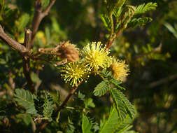 Image of Mimosa bonplandii Benth.