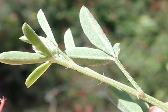 Слика од Indigofera candicans Aiton