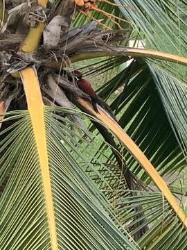 Image of Lesser Crimson-backed Flameback