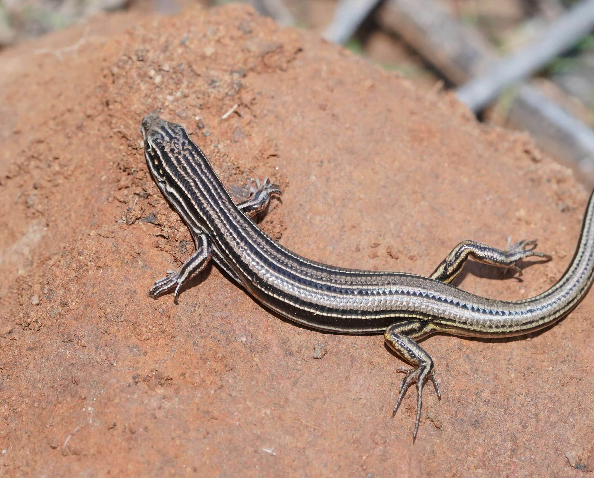 Imagem de Ctenotus taeniolatus (White 1790)