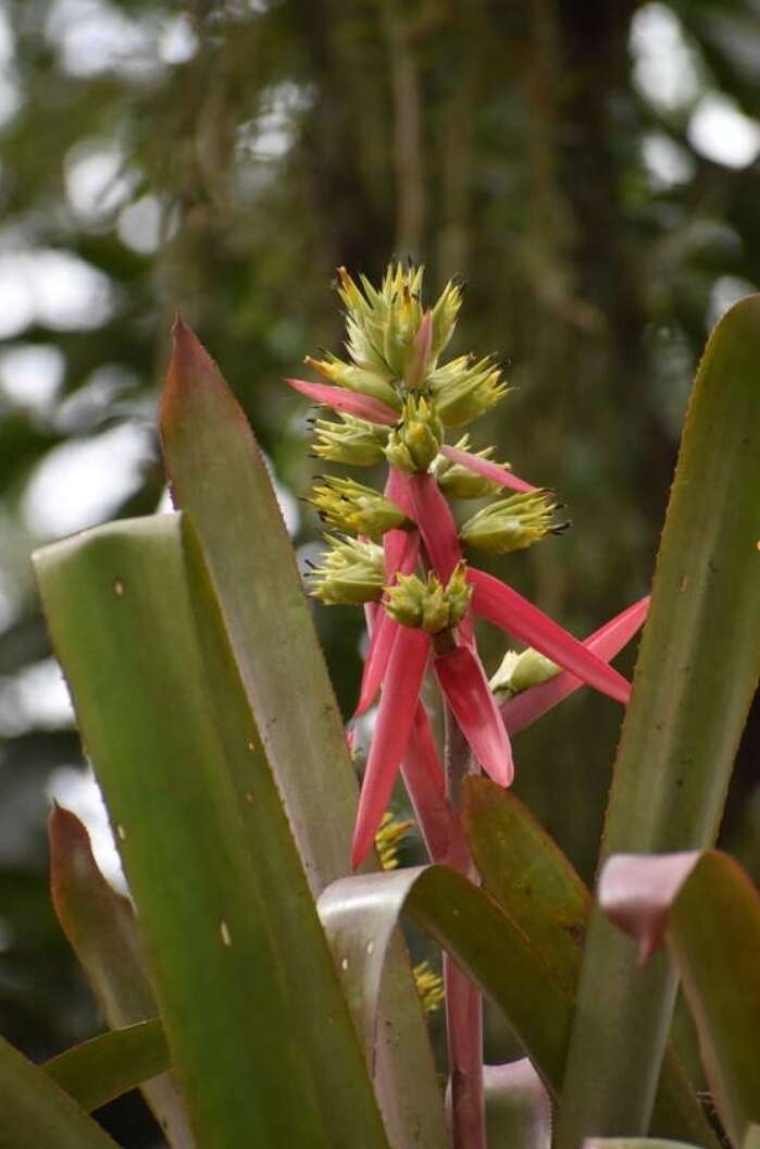 Image de Aechmea aquilega (Salisb.) Griseb.