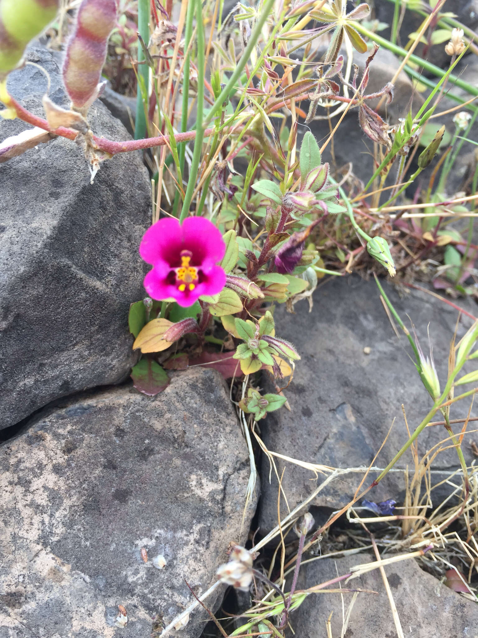 Image of Kellogg's monkeyflower