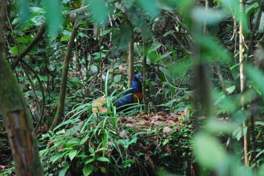 Image of Crested Fireback