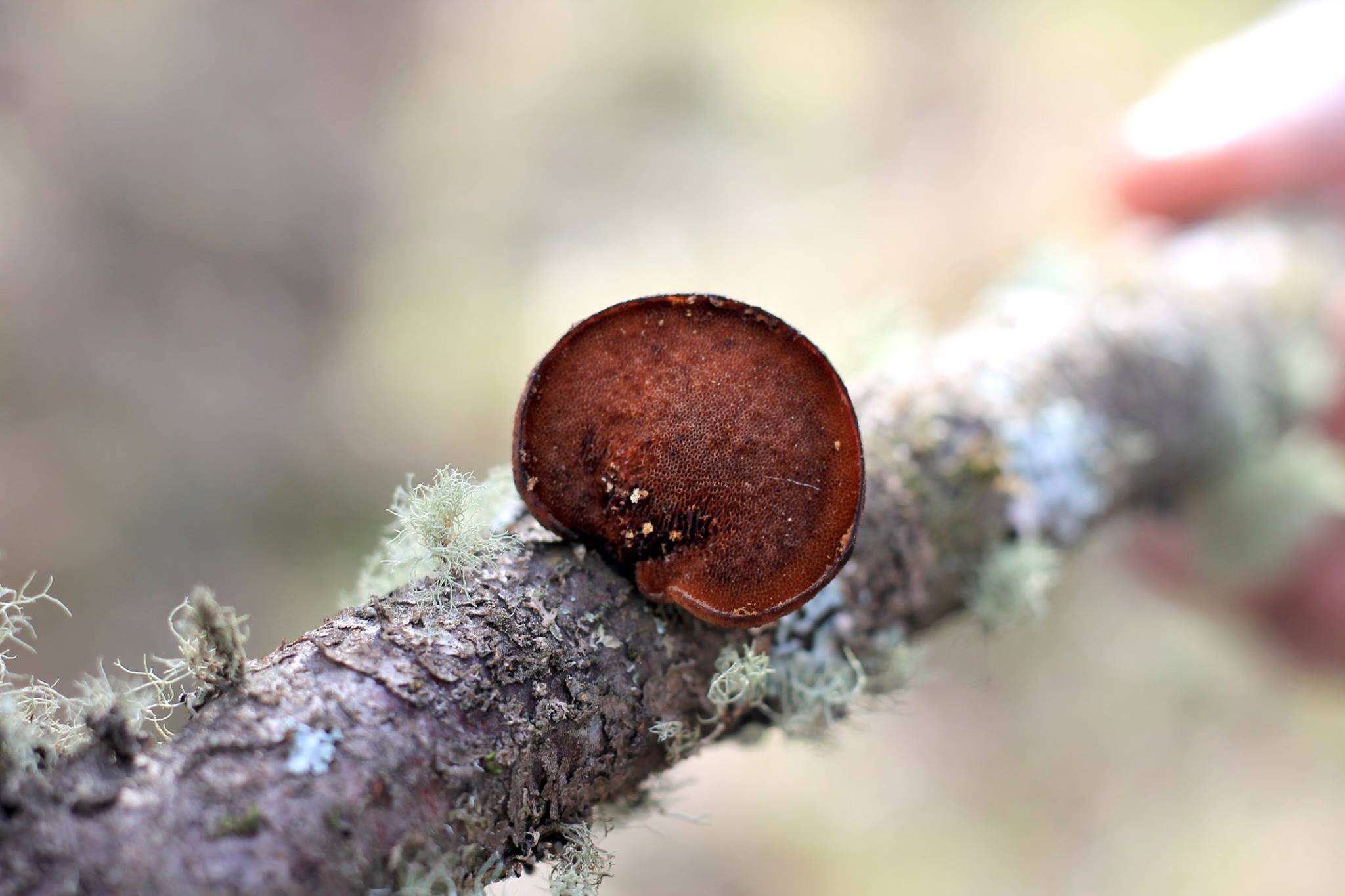 Image de Polyporus gayanus Lév. 1846