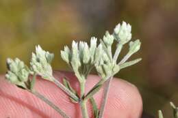 Eupatorium leucolepis (DC.) Torr. & A. Gray resmi