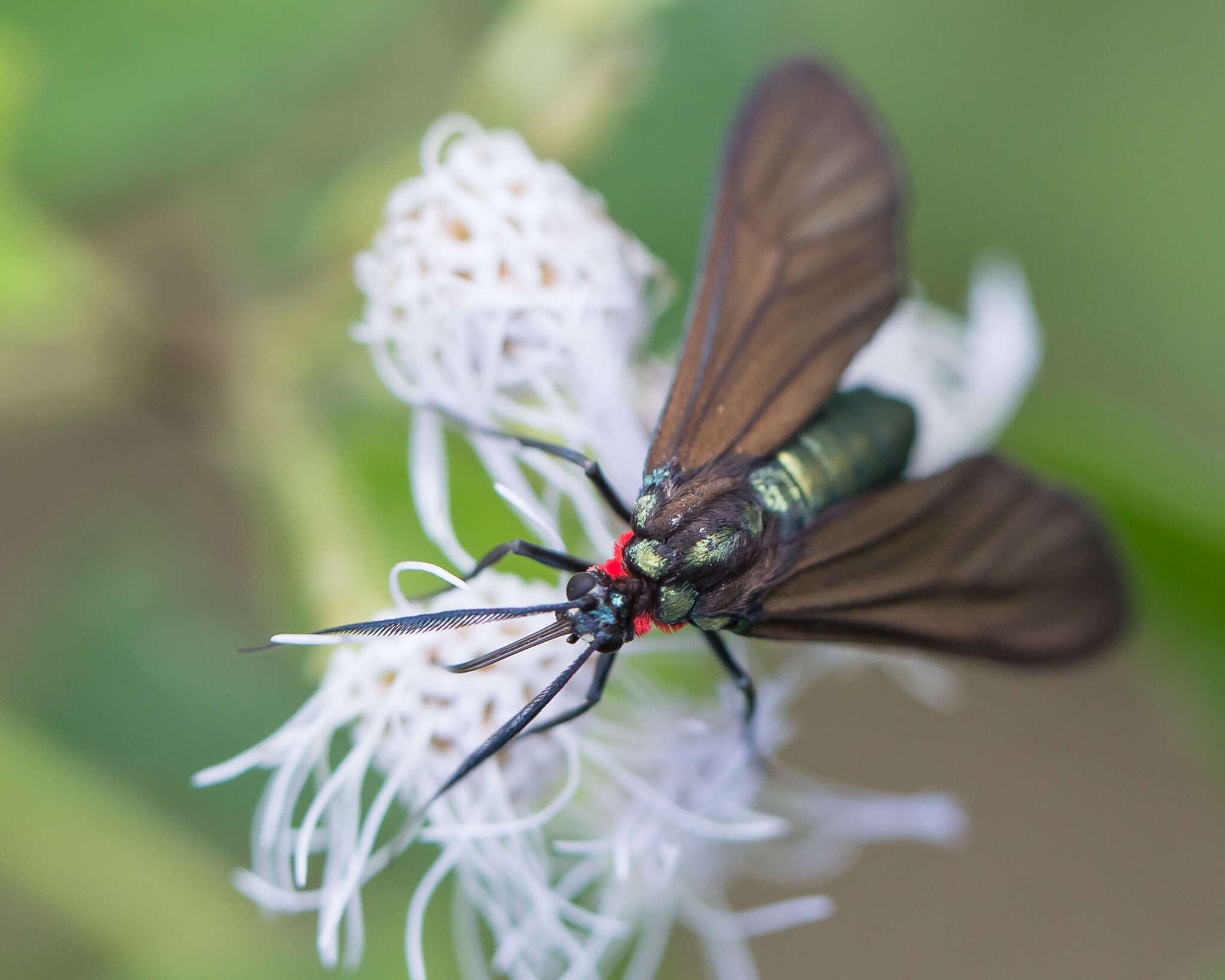 صورة Ceramidia phemonoides Möschler 1854