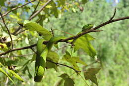 Image of March's Palm Pit Viper