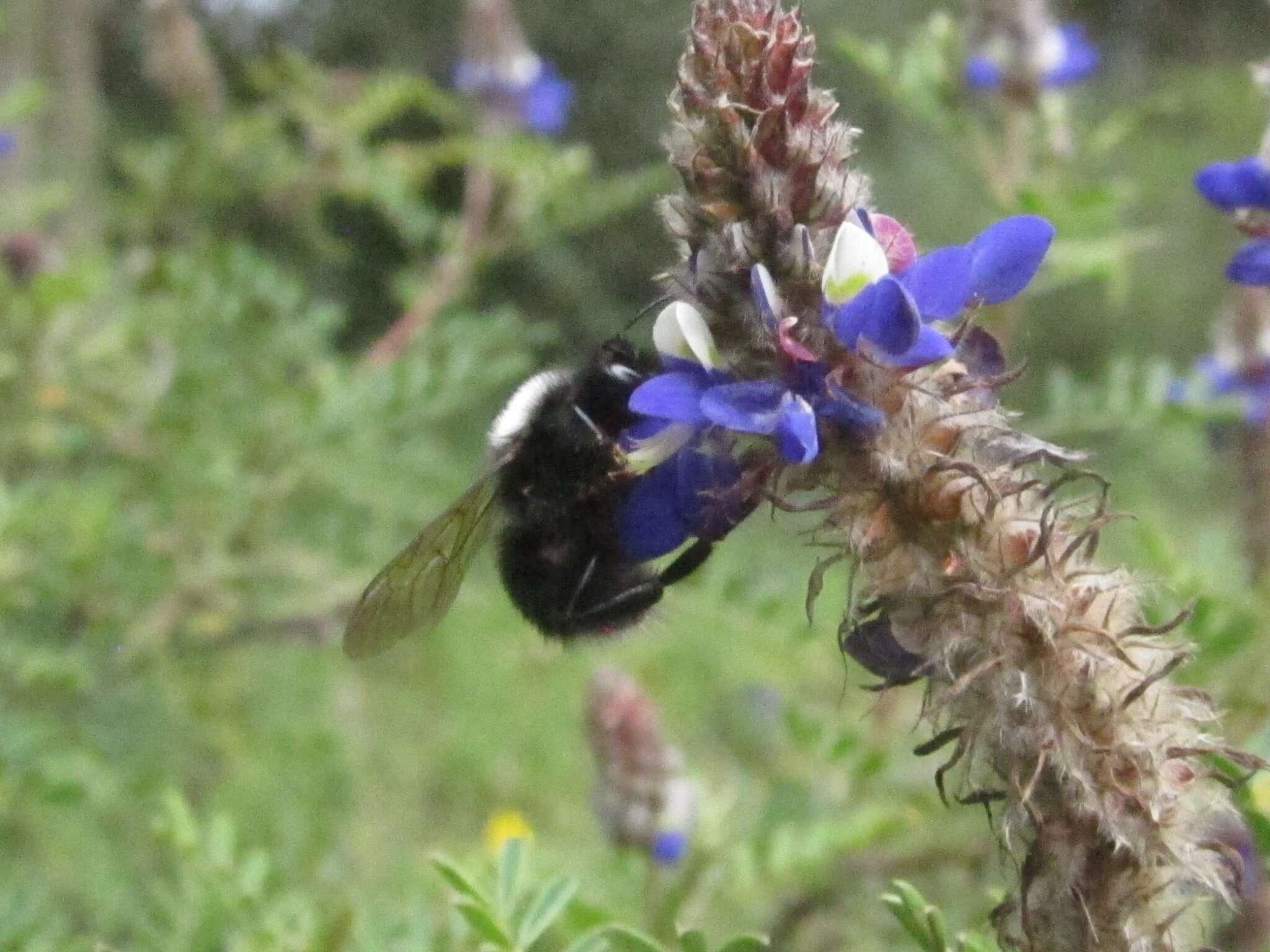 Image of Bombus funebris Smith 1854