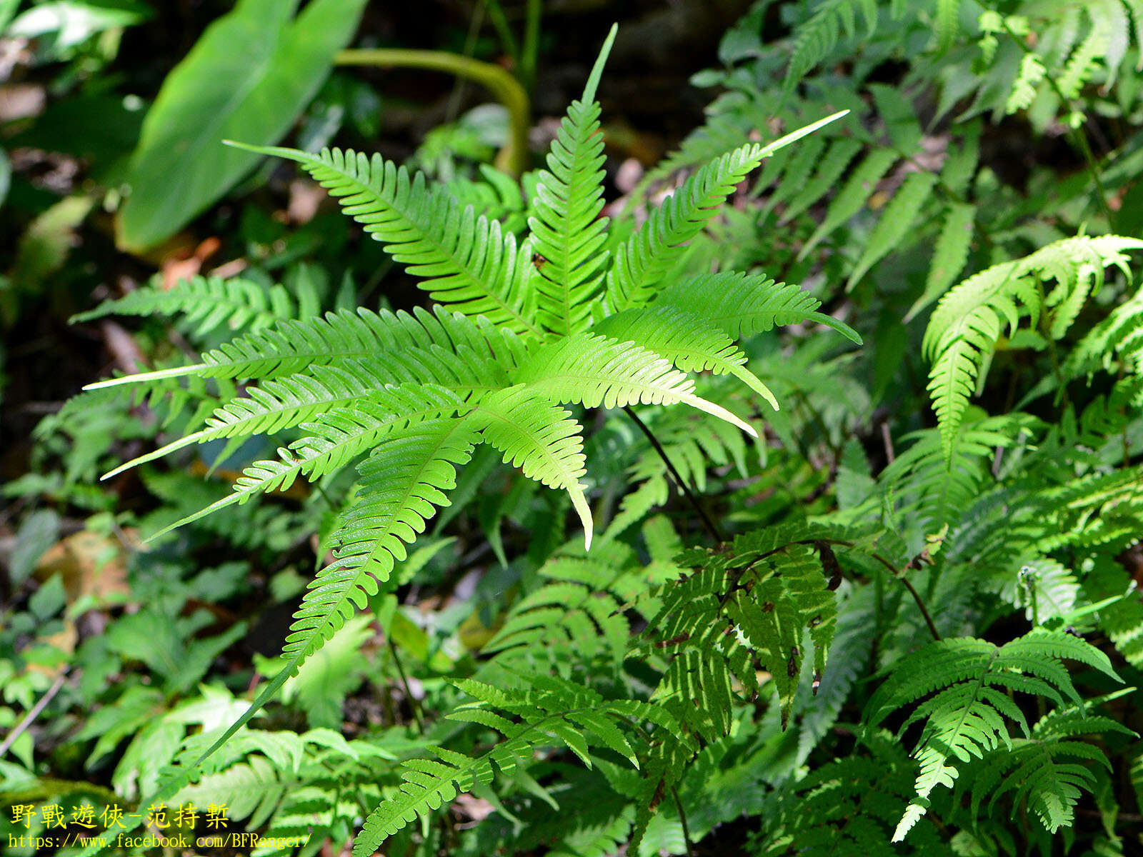 Imagem de Pteris amoena Bl.