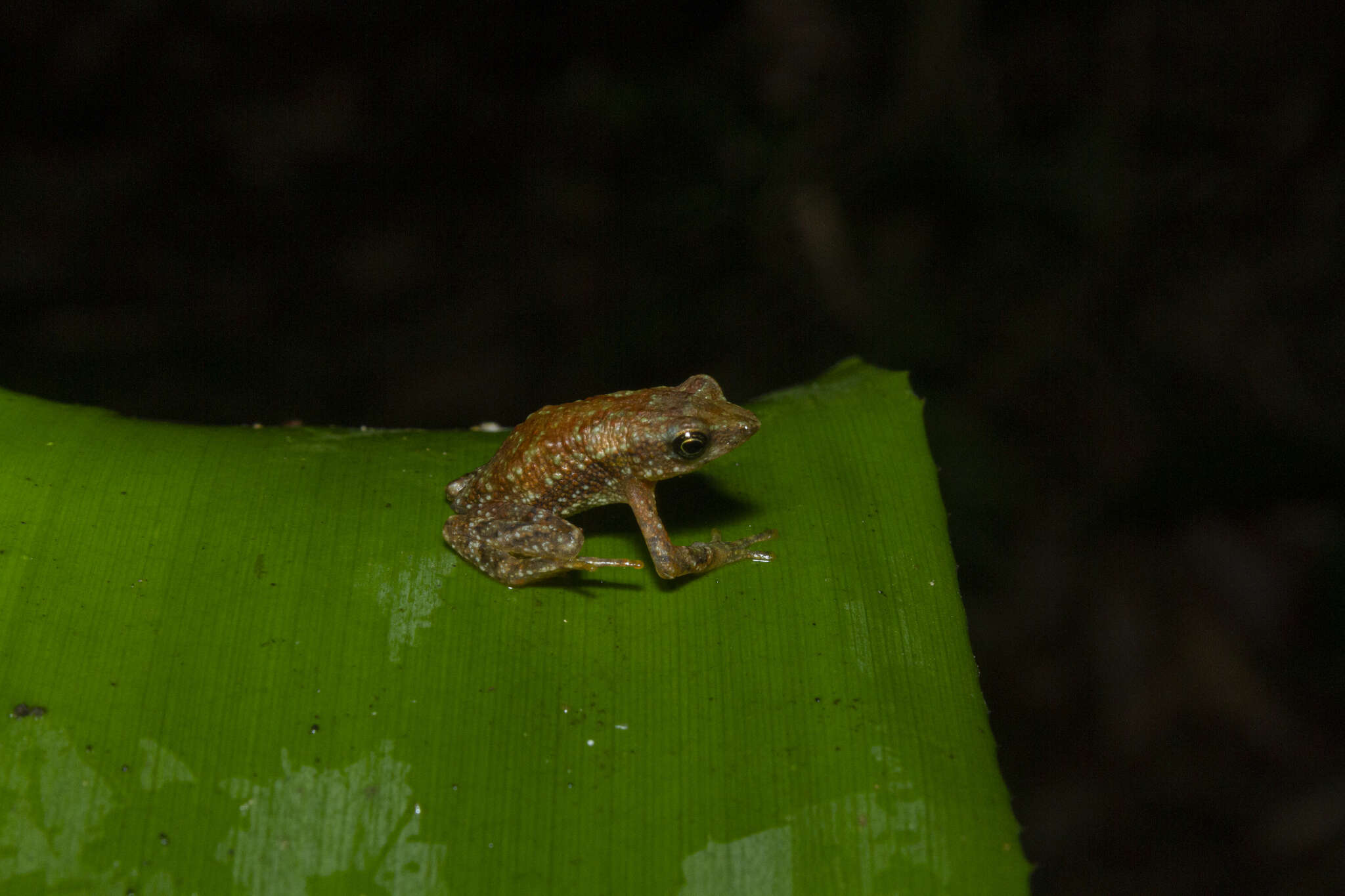 Image of <i>Dendrophryniscus haddadi</i>