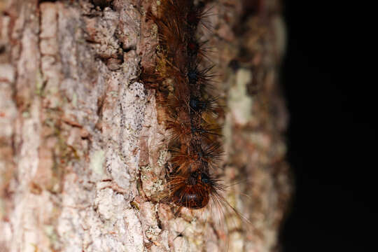 Image of Entomophaga maimaiga Humber, Shimazu & R. S. Soper 1988