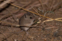 Image of Gray African Climbing Mouse -- Grey Climbing Mouse