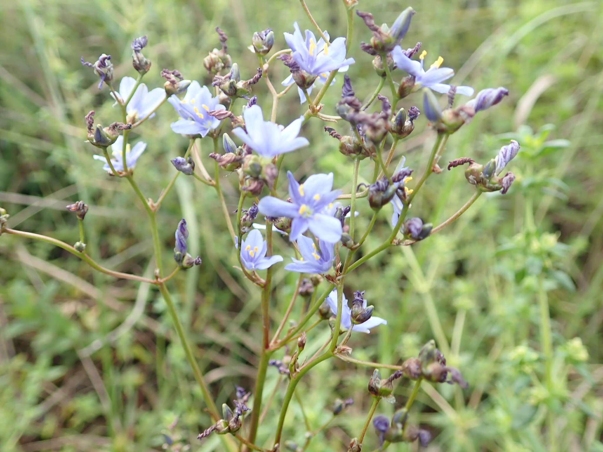 Image of Aristea angolensis Baker