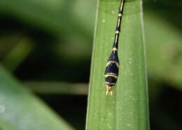 Imagem de Austrogomphus arbustorum Tillyard 1906