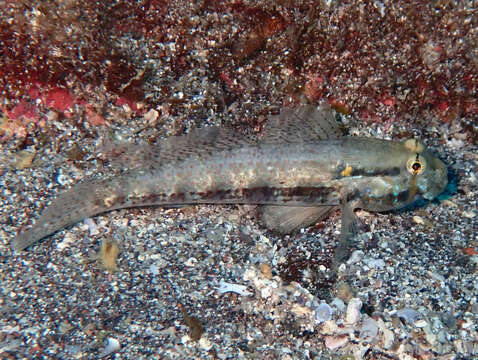 Image of Goldspot Goby