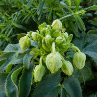 Image of Corsican hellebore