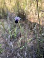 صورة Nemesia barbata (Thunb.) Benth.