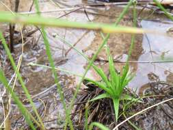 Image of Gulf Pipewort