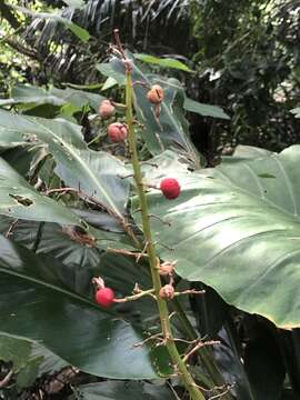 Image of Alpinia formosana K. Schum.