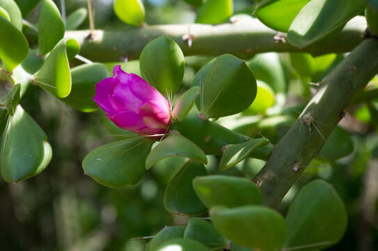 Image of Quiabentia verticillata (Vaupel) Borg