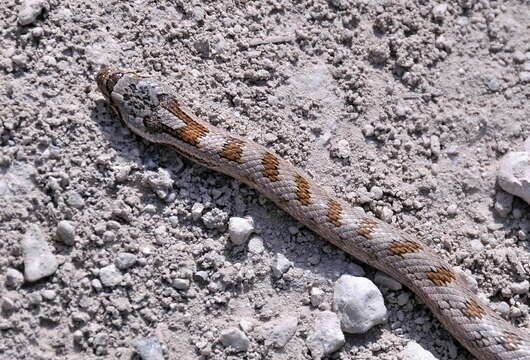 Image of Southern Smooth Snake