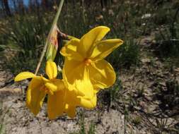 Слика од Bobartia longicyma Gillett