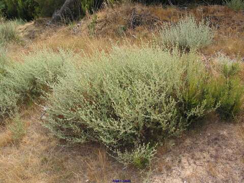 Image of Halimium lasianthum subsp. alyssoides (Lam.) Greuter