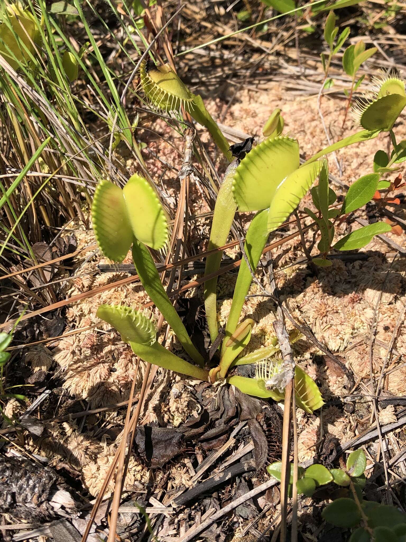 Image of Dionaea