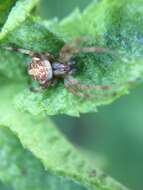 Image of Arabesque Orbweaver