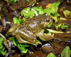 Image of Pehuenche Spiny-chest Frog