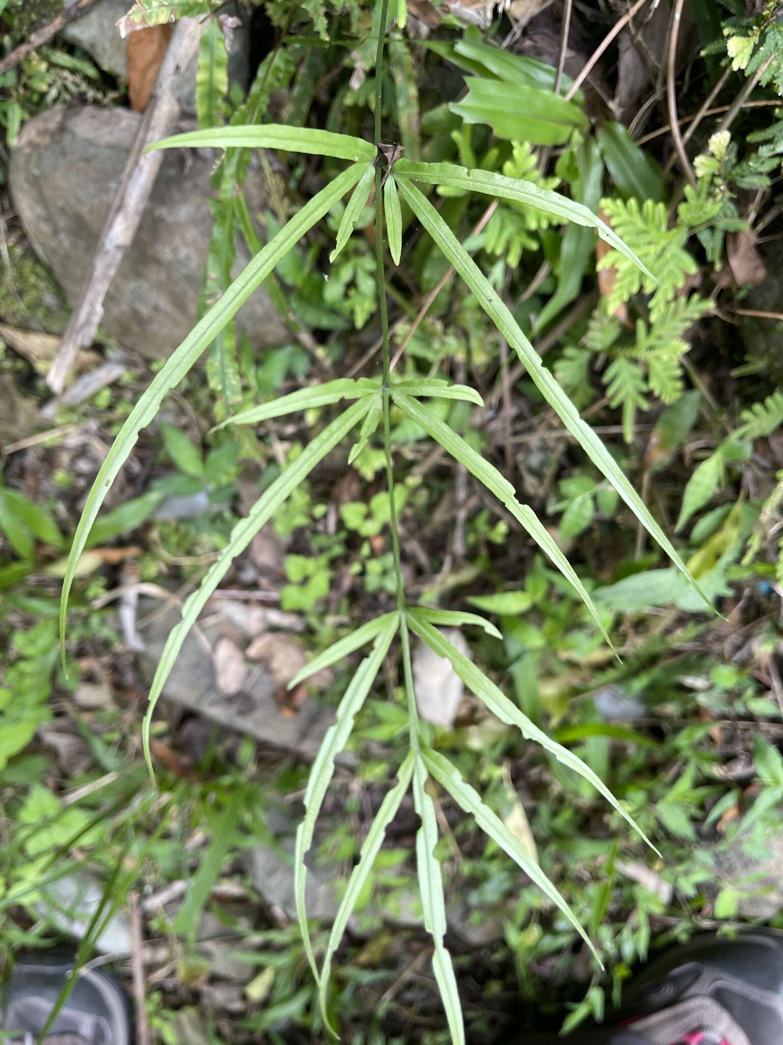 Sivun Pteris kidoi Kurata kuva