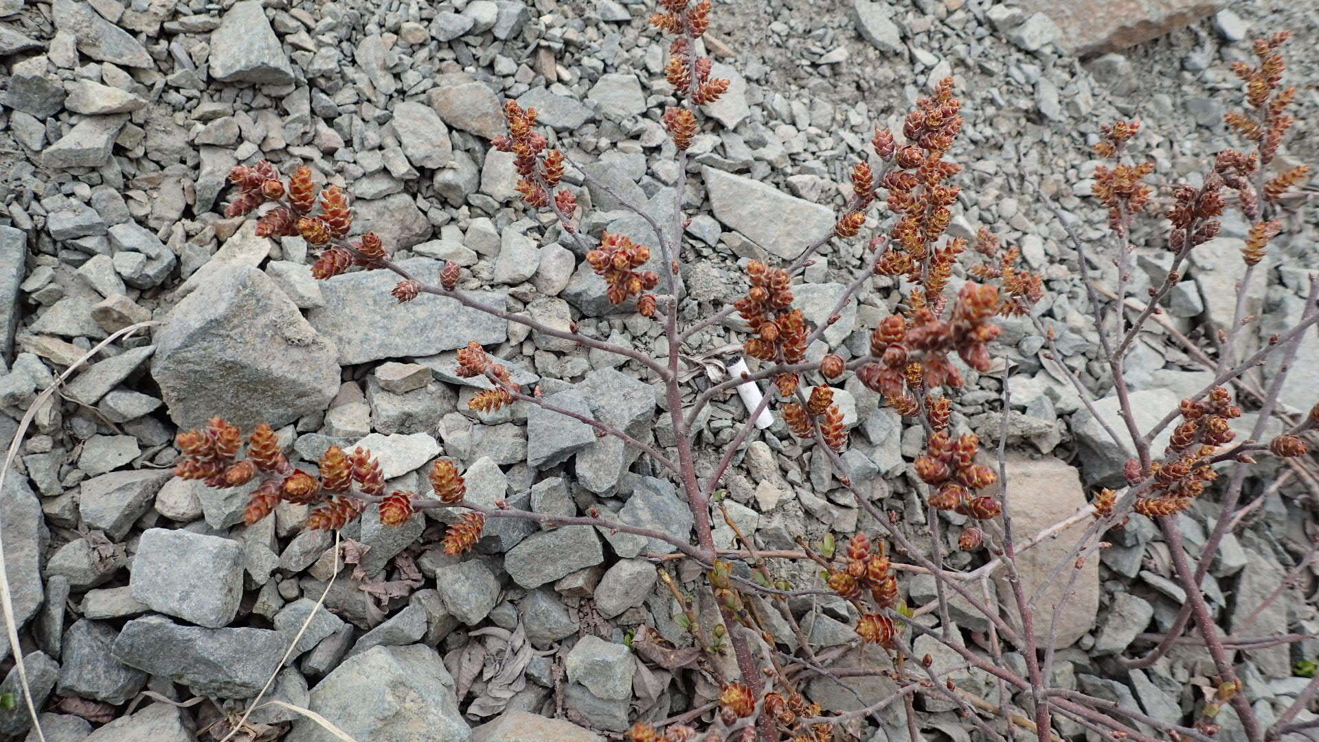 Image of Myrica gale subsp. tomentosa (C. DC.) E. Murray