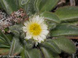 Image of Erigeron chionophilus Wedd.