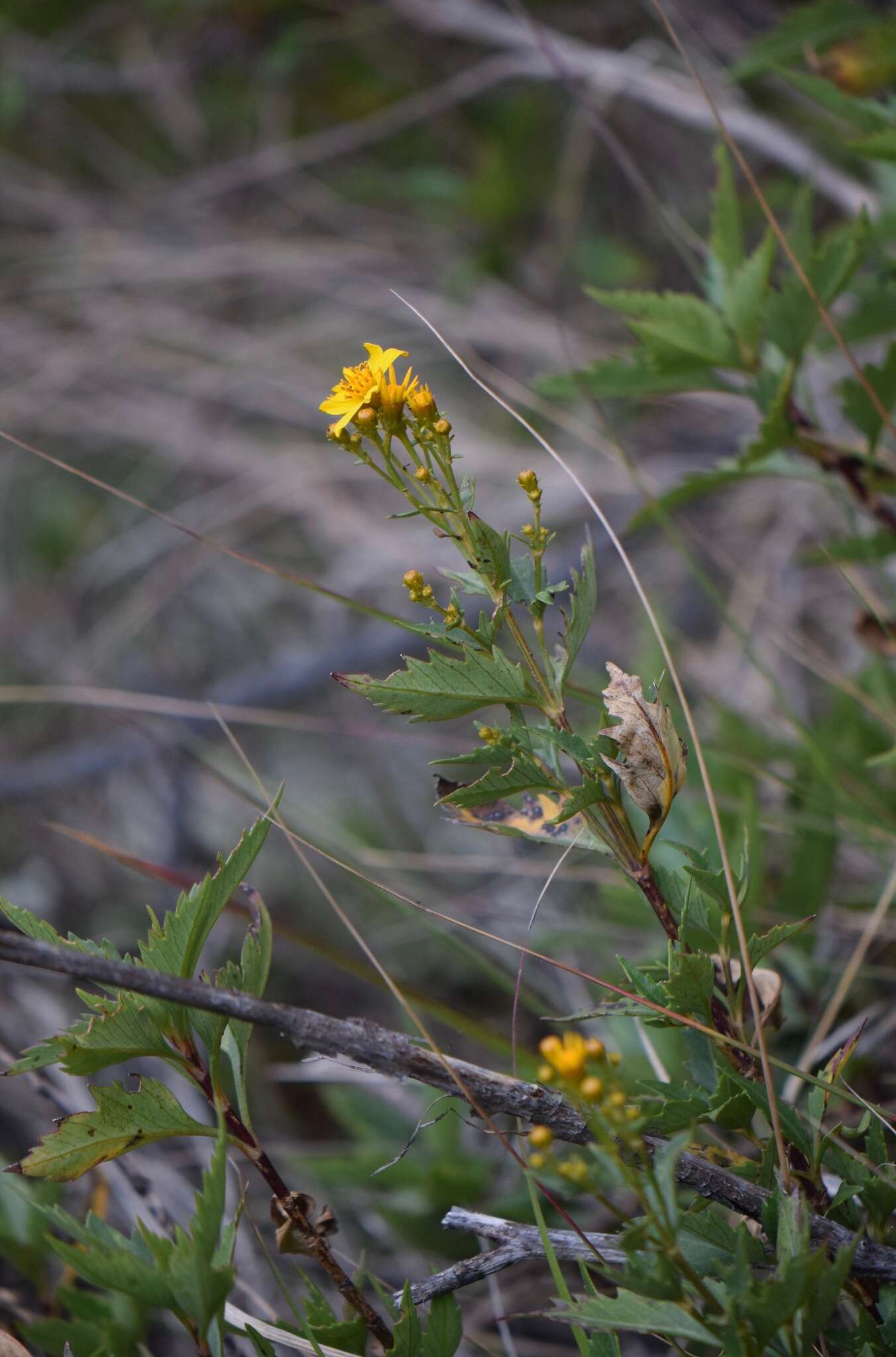 Coreopsis petrophiloides B. L. Rob. & Greenm.的圖片