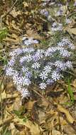 Image of cleft phlox