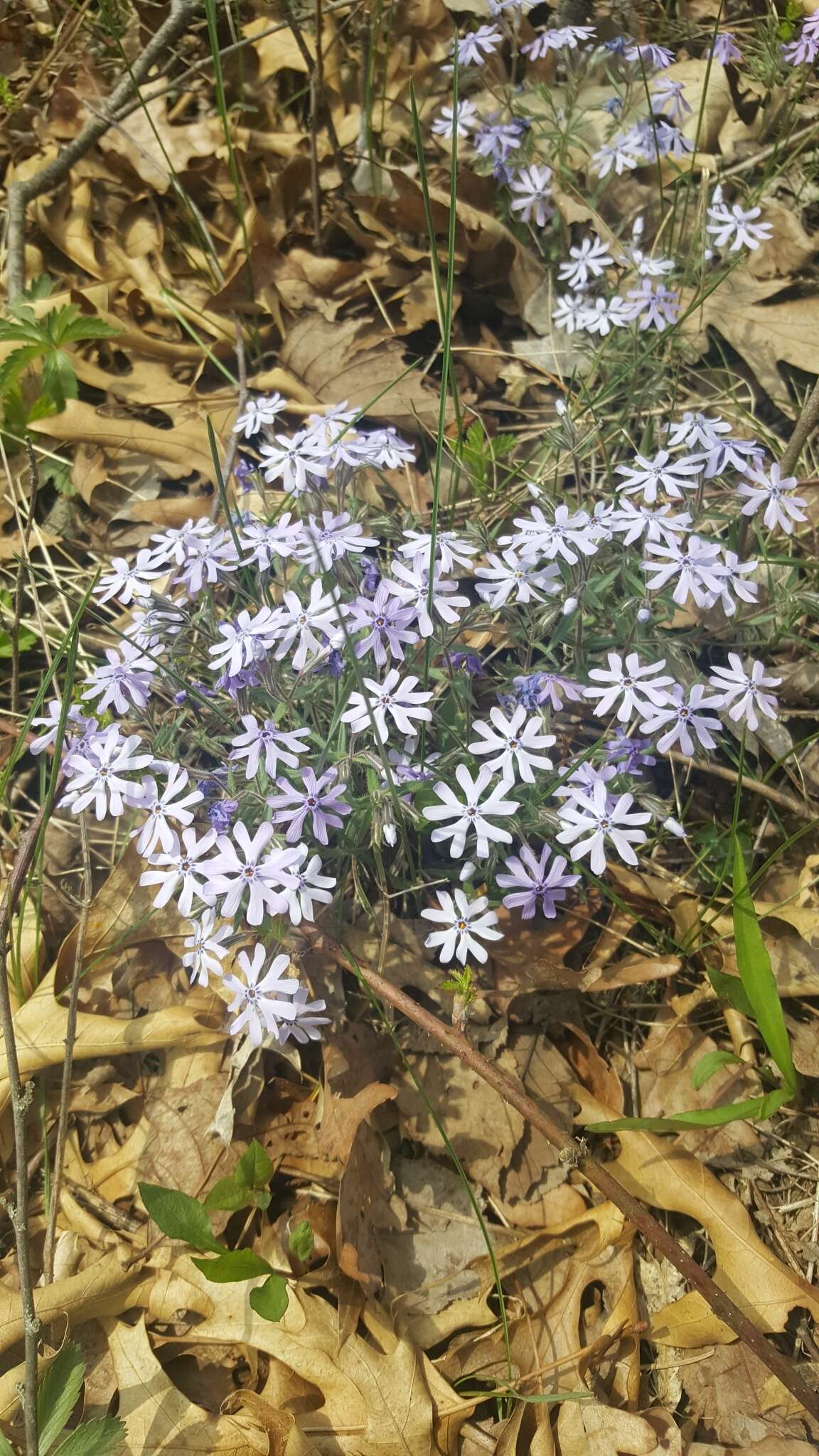 Image of cleft phlox