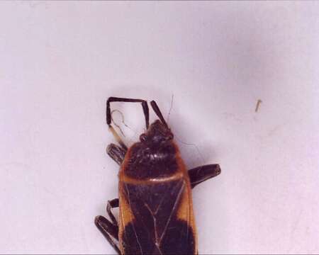 Image of Physopelta (Physopeltoides) dentipes Stehlík 2013