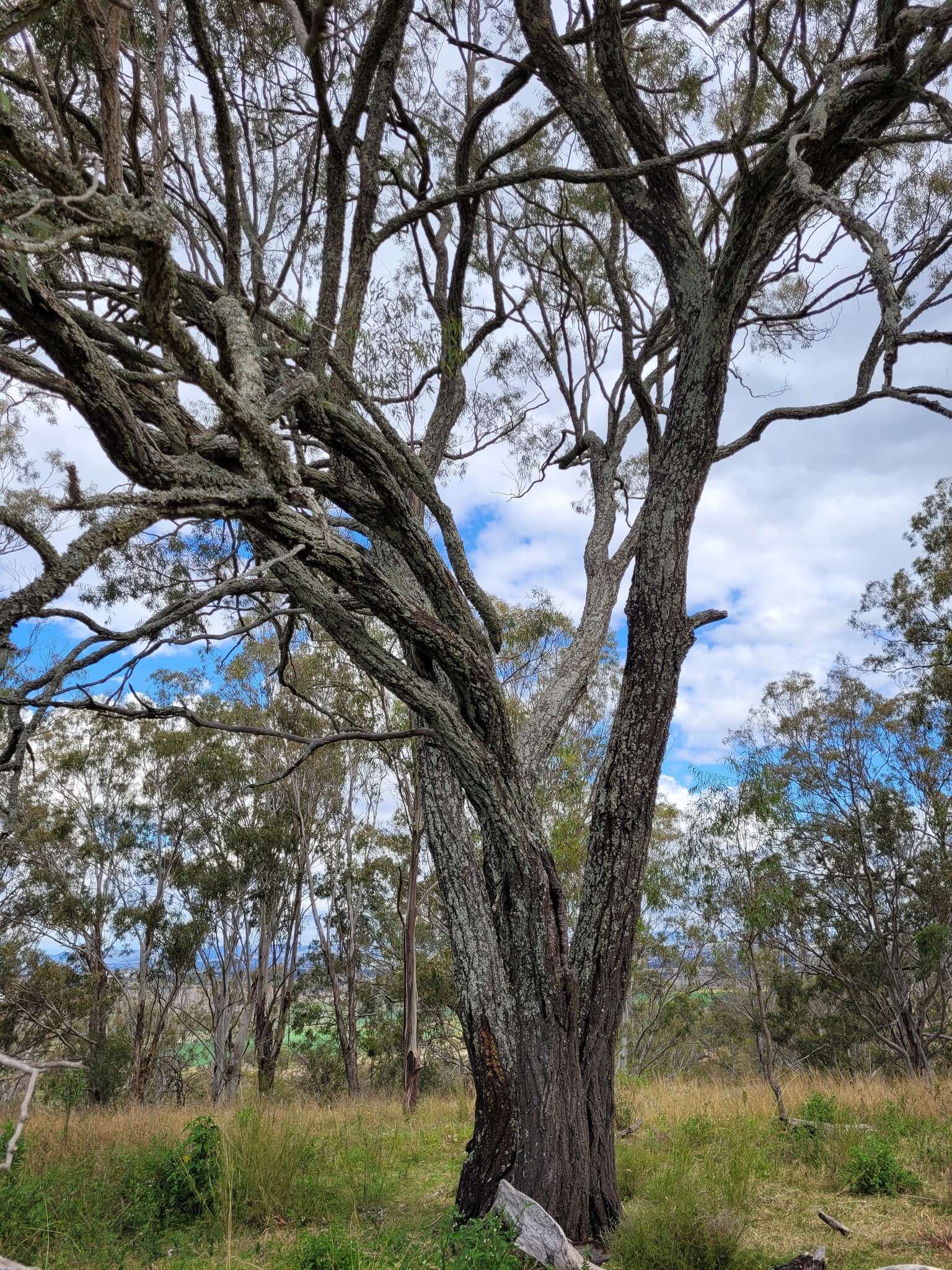 Слика од Eucalyptus crebra F. Müll.