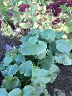 Image of Peach-leaf Bellflower