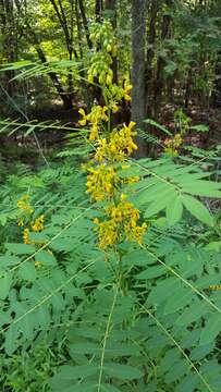 Image de Senna hebecarpa (Fernald) H. S. Irwin & Barneby