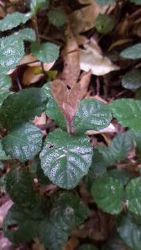 Image of Ardisia pusilla A. DC.