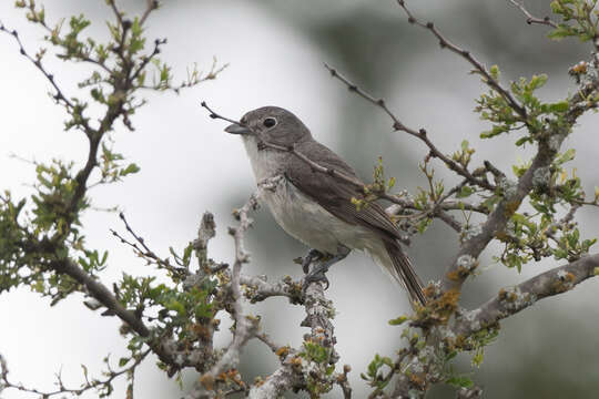 Image of Gray Vireo