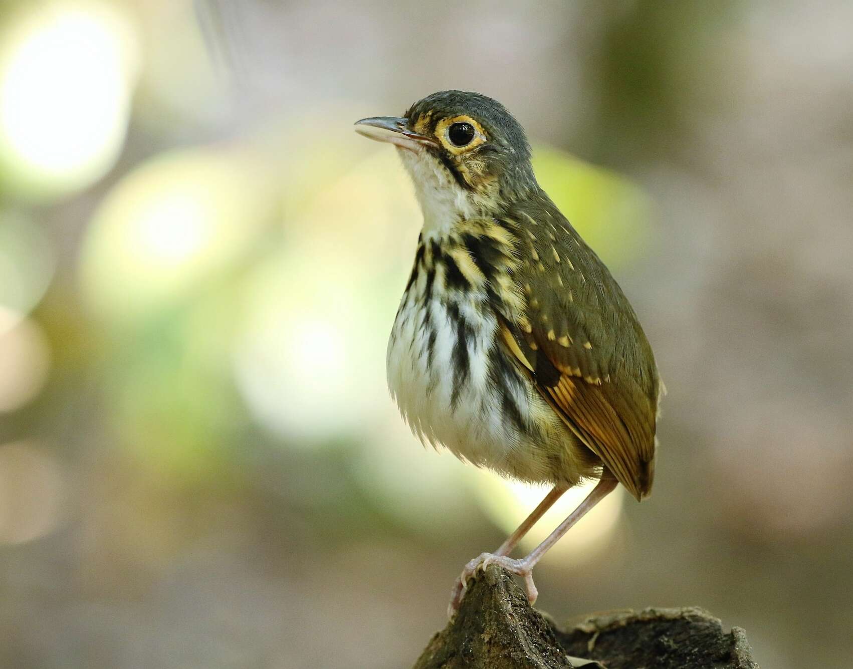 Image of Spectacled Antpitta