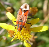 صورة Haemobaphus concinnus (Dallas & W. S. 1852)