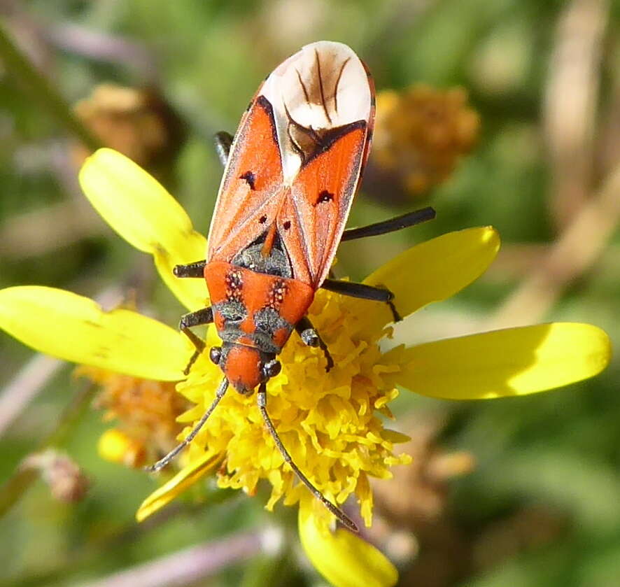 صورة Haemobaphus concinnus (Dallas & W. S. 1852)