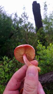 Слика од Gymnopilus subpurpuratus Guzm.-Dáv. & Guzmán 1991